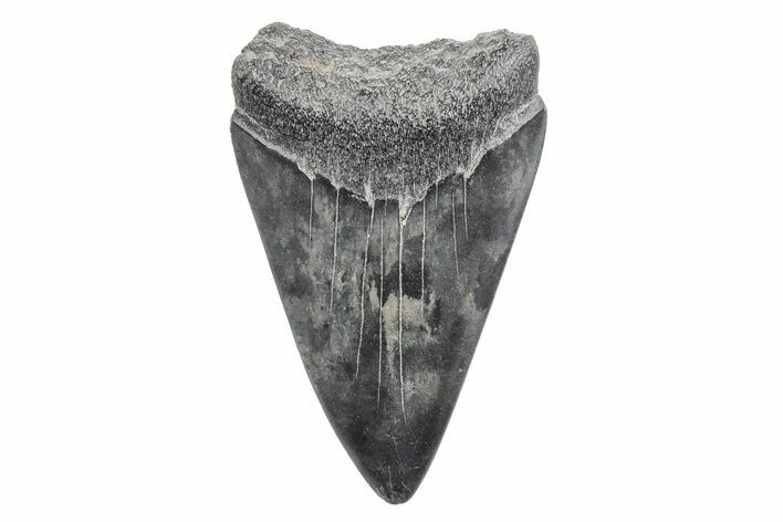 Fossil Broad-Toothed Mako Tooth - South Carolina #214621